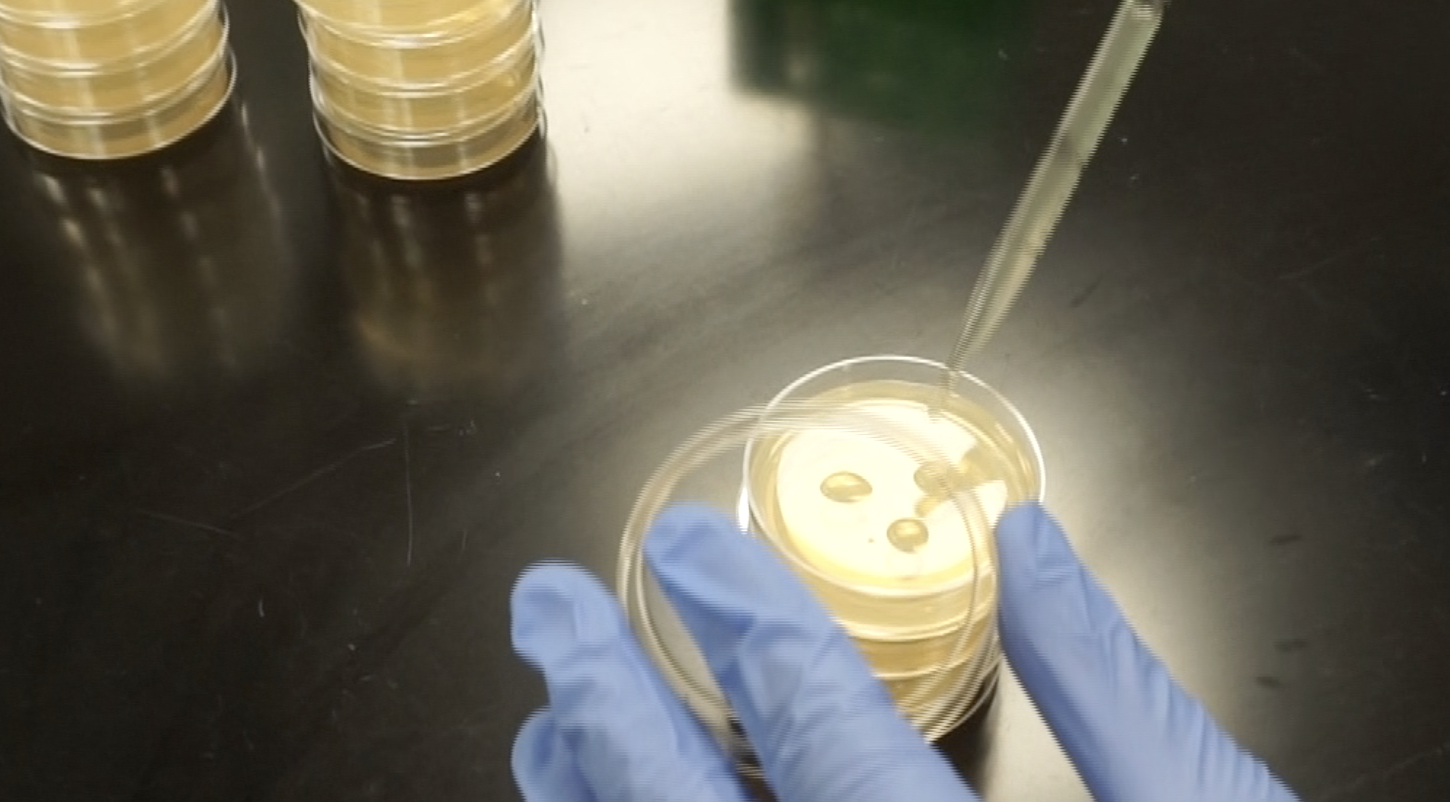 Gloved hands uses pipet to drop liquid in petri dish