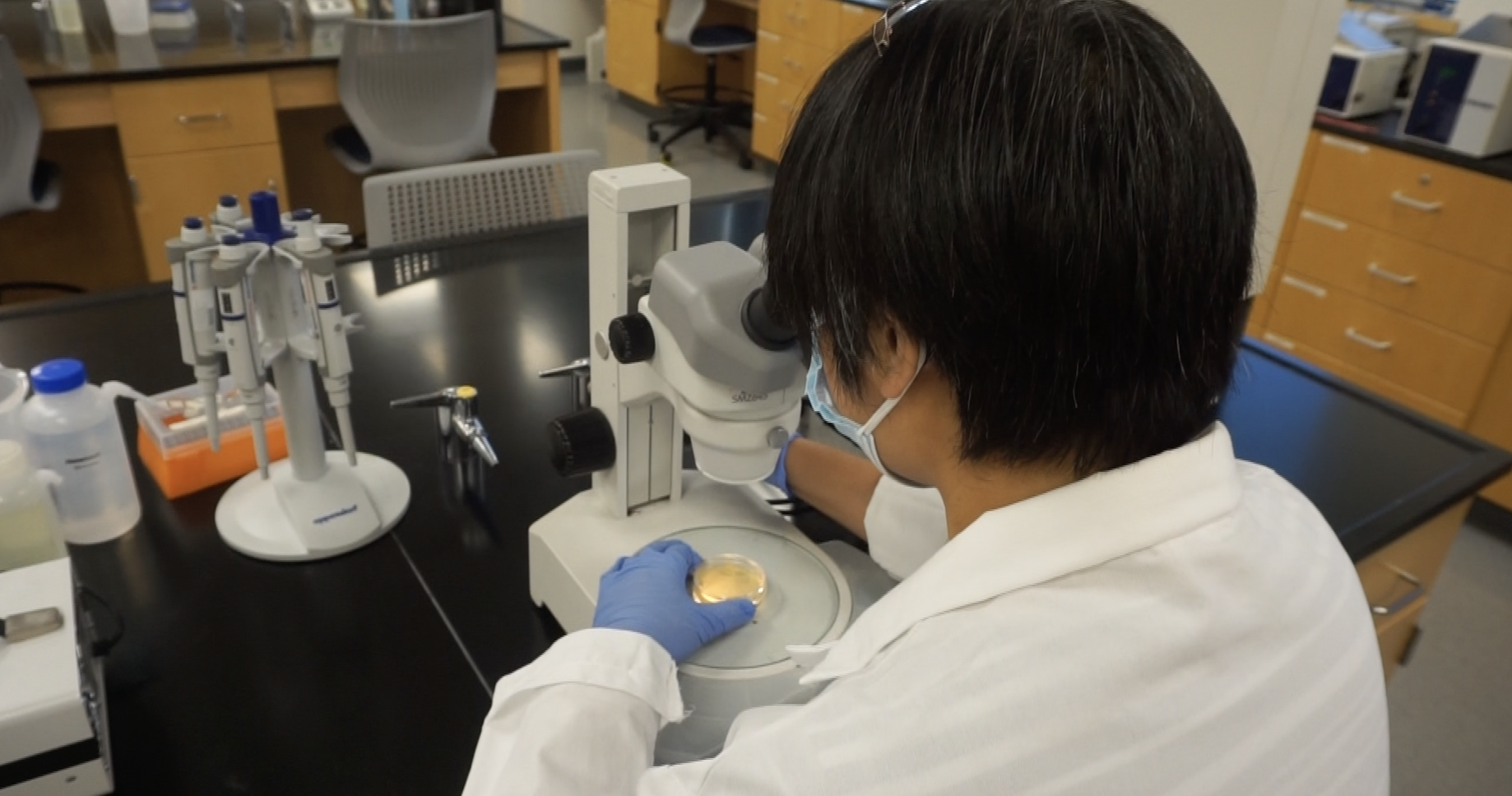 Chemistry professor looks into a microscope to examine petri dish