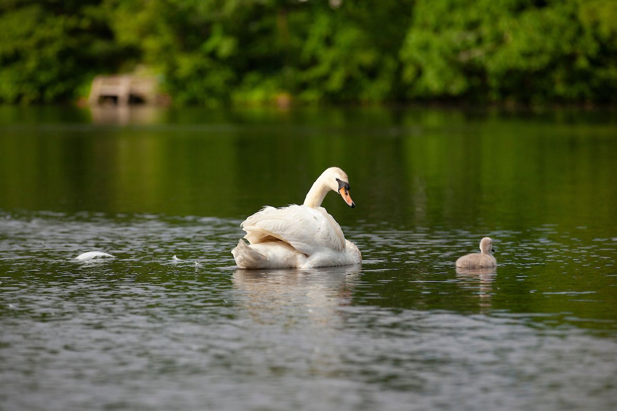 Protecting Worcester’s Lakes, Ponds, and Streams