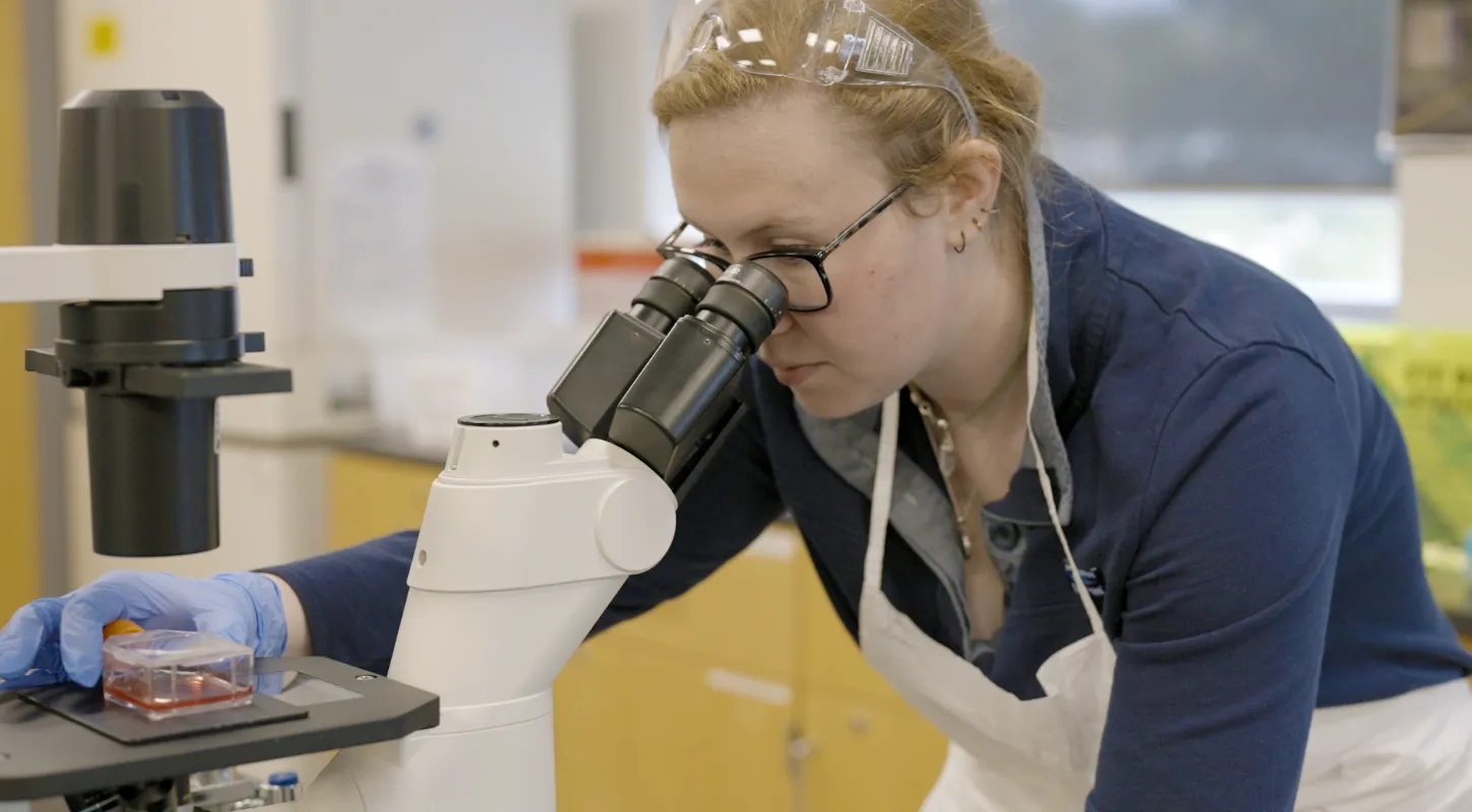 A Worcester State student looking through a microscope in a lab