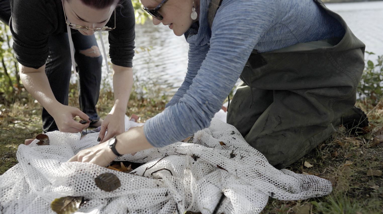 Worcester state students studying a net full of organisms from a body of water