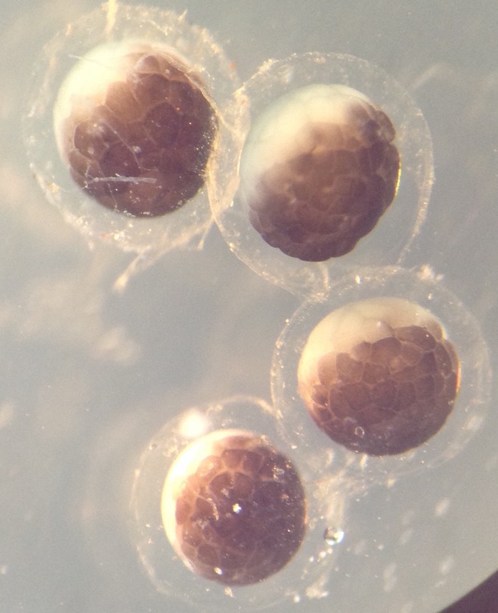 4 Blastula embryos