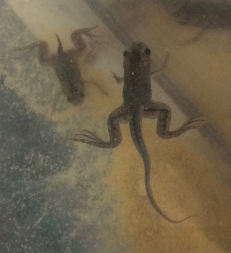 A small tadpole that has grown legs, arms and a tail