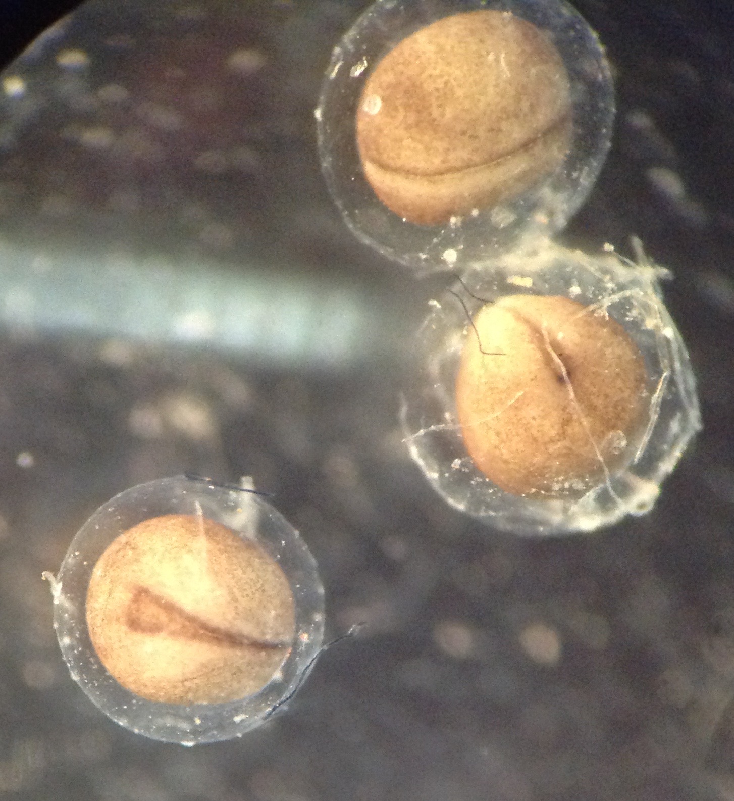 3 blastula embryos