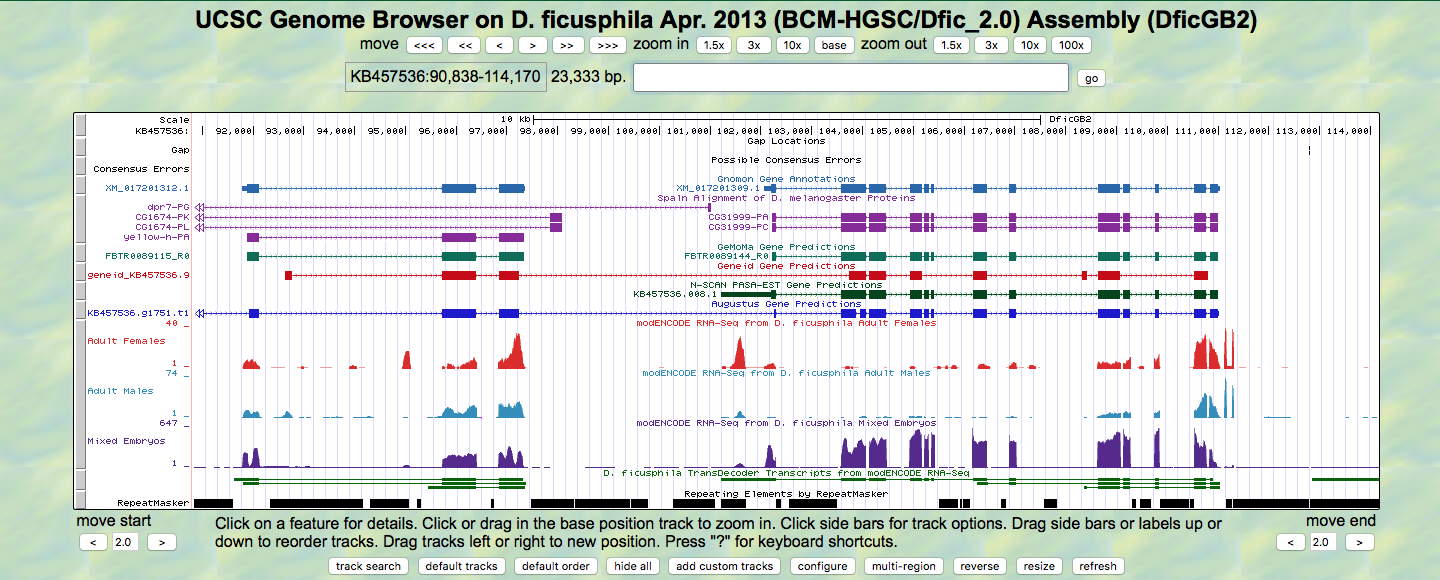UCSC Genome Browser on D. Ficusphila April 2013