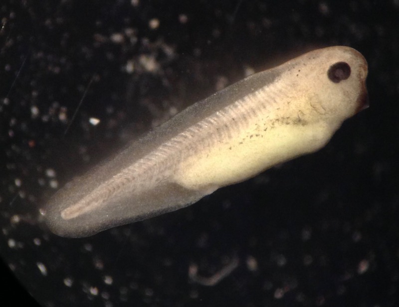 A very small tadpole that has not grown legs