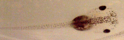 An small tadpole that is mostly clear except for it's eyes and organs