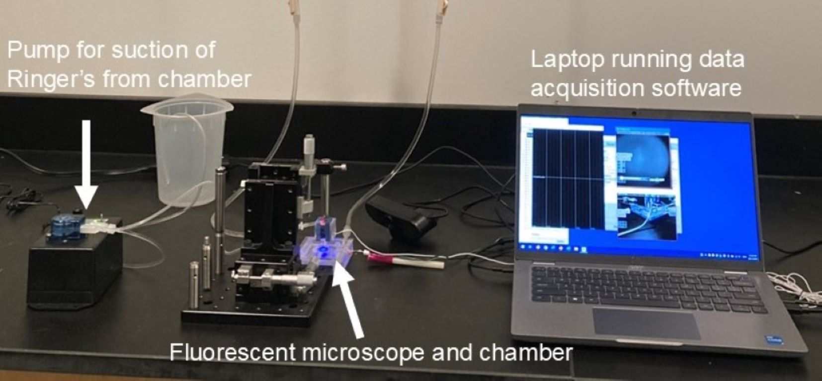Laboratory setup with a pump, fluorescent microscope and chamber, and a laptop running data acquisition software, all labeled and connected for an experiment.