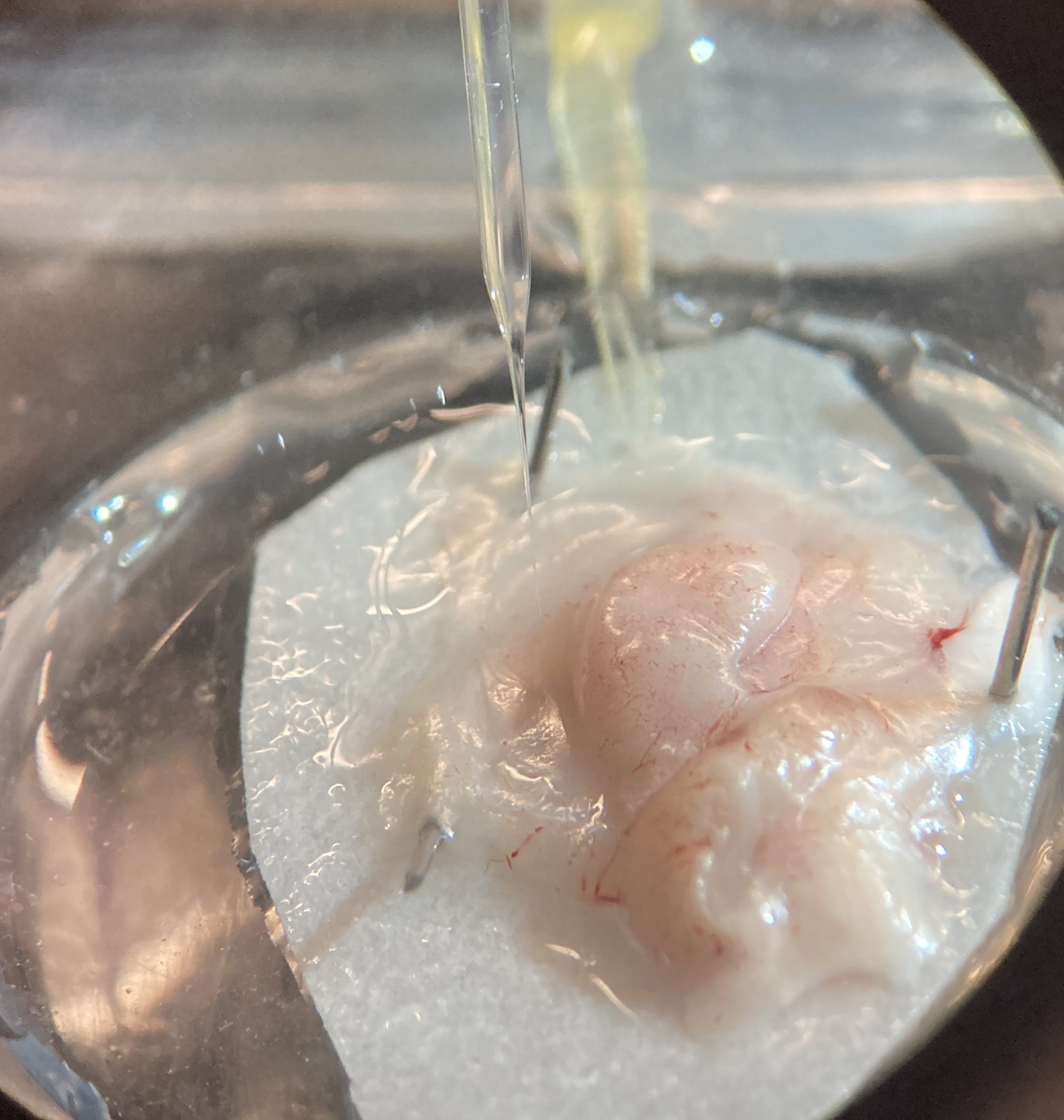 Close-up view of a tissue sample being injected or manipulated with a fine needle under a microscope, with pins holding the sample in place on a white surface.